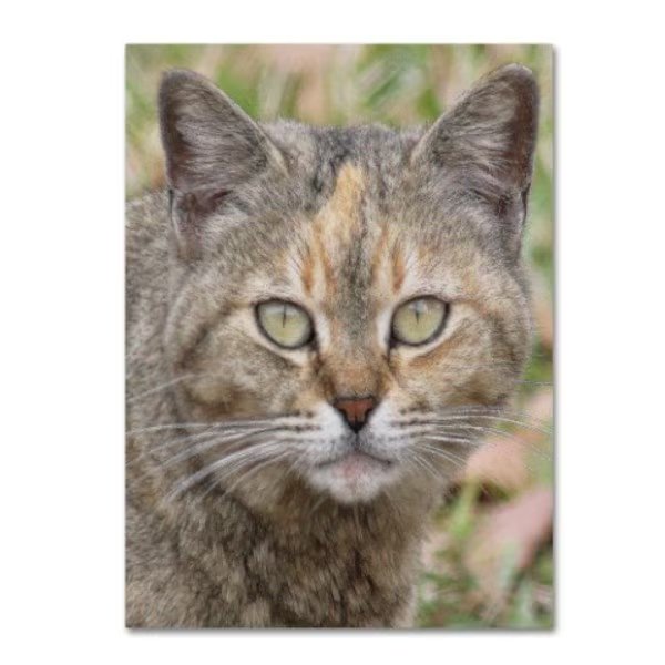 Patty Tuggle 'Pretty Kitty' Canvas Art, 18x24, Trademark Fine Art, Mfr#: PT0121-C1824GG